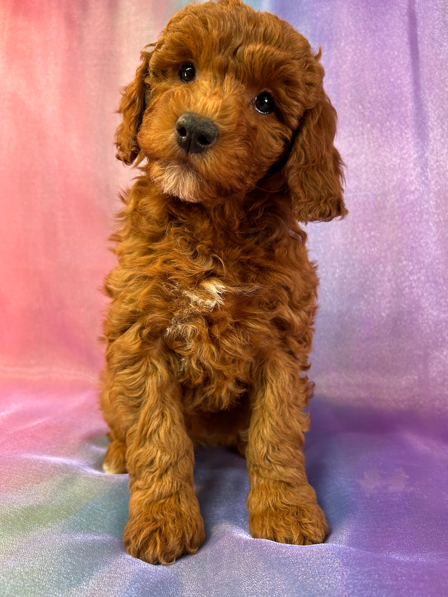 Dark Red Female Miniature Goldendoodle Puppy for Sale DOB 2-18-2025 $1200